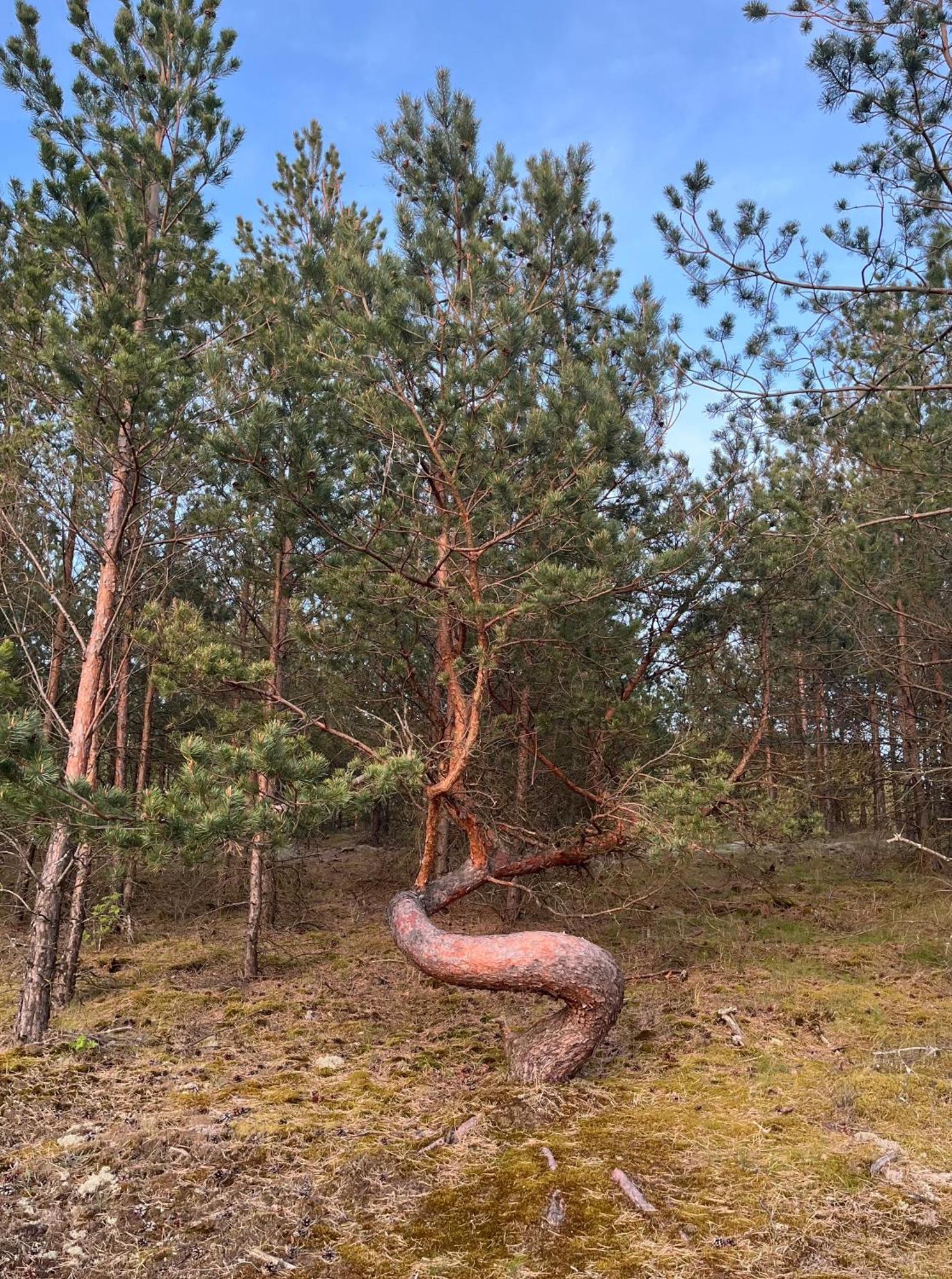 Vila May Juodkrantė Dış mekan fotoğraf